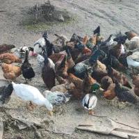 حیوان خانگی