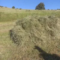 فروش یونجه خالص