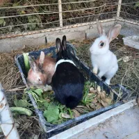 خرگوش دستی زیبا|موش و خرگوش|شوشتر, |دیوار