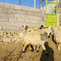 فروش ۶راس میش درجه یک|حیوانات مزرعه|دهدشت, |دیوار