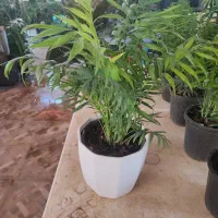 فروش گل شامادورا مقاوم و لاکچری