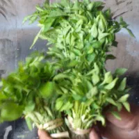 فروش نشا گوجه بادمجان فلفل توت فرنگی