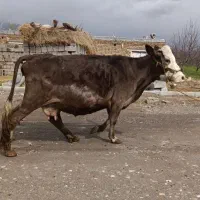 گاو سمینتال شیرده و ۷ماه آبستن