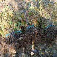 کشاورزی و باغداری|خدمات باغبانی و درختکاری|پیرانشهر, |دیوار