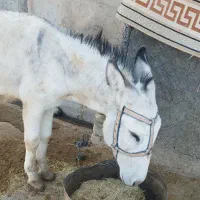 خر جوان|حیوانات مزرعه|کوهدشت, |دیوار