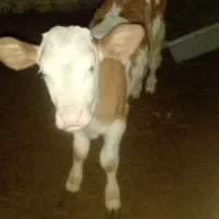 گوساله۴۵روزه