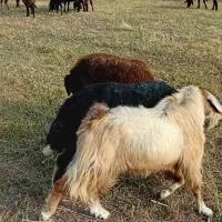 بز نر، تکه|حیوانات مزرعه|بستان آباد, |دیوار