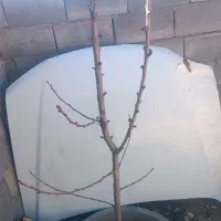 با سلام