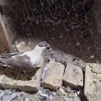 طوقی|پرنده|یزد, |دیوار