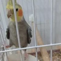 عروس هلندی خاکستری نرسخنگو شبانکاره