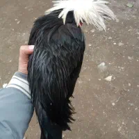 خروس لهستانی