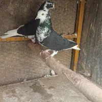 زاغ|پرنده|اصفهان, دارک|دیوار