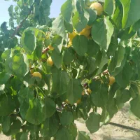 باغچه-پروژه-احمدآباد-مستوفی-بهمن-آباد-فروش-فوری