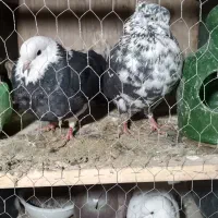 کفتر یا کبوتر گرفتنی و دوتا شمرونی