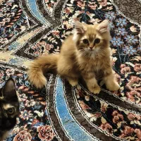 پرشین اسکاتیش