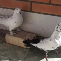 نروماده اصفهانی دم سبز عطیقه|پرنده|اصفهان, زهران|دیوار