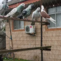 ۵کبوتر پرشی به شرط نطفه وپرش