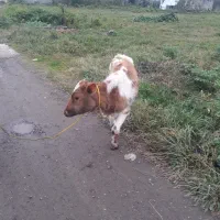 گاو‌لیشه چالوسی