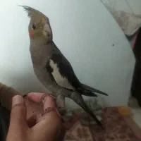 عروس هلندی|پرنده|قم, خاکفرج|دیوار