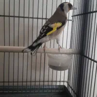 سهره ماده جوجه تویسرکان|پرنده|پردیس, فاز ۹|دیوار