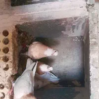 طوقی|پرنده|رفسنجان, |دیوار