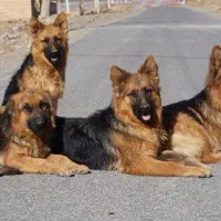 واگذاری سگ ژرمن اصلیل