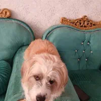 واگذاری سگ|سگ|فردیس, فردیس|دیوار