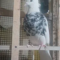 تعدادی‌طوقی