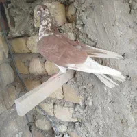 کفتر پرشی شمرونی|پرنده|اصفهان, کشاورزی|دیوار