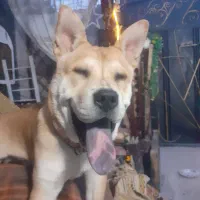 فروش|سگ|رباطکریم, وهن آباد|دیوار