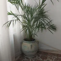 نخل اریکا غول