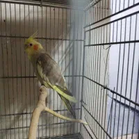 چن عدد عروس هلندی تک نر و ماده بالغ|پرنده|قم, نوبهار|دیوار