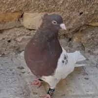 جفت کله سرخ نوک سفید