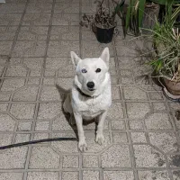 سگ هاسکی|سگ|شیراز, زند|دیوار