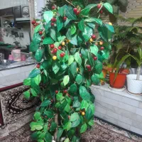 گل مصنوعی|گل مصنوعی|شیراز, پودنک|دیوار
