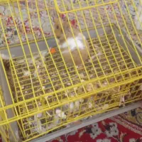 همستر همراه با قفس