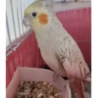 عروس هلندی سخنگو|پرنده|باغ بهادران, |دیوار