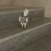 طوقی نر الماسی