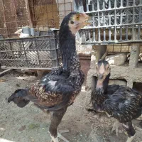 جوجه لاری خروس و ماکیان