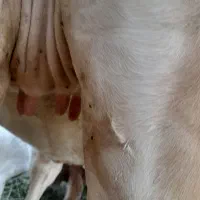 پروجرسی