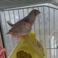 فنچ تک ماده