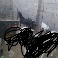 بز پاکستانی اصل نژاد سه قلو زا|حیوانات مزرعه|مود, |دیوار