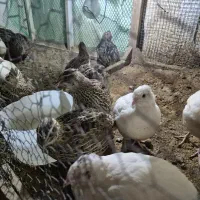 بلدرچین تخمگذار محلی