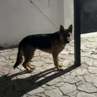 سگ ژرمن ف مناسب|سگ|اردبیل, |دیوار