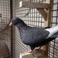 پلنگ ماده