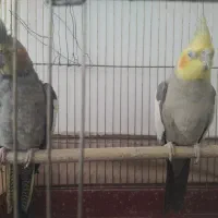 عروس هلندی|پرنده|فرح دشت, |دیوار