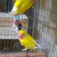 طوطی برزیلی