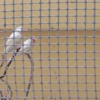 فنچ کرم لایت