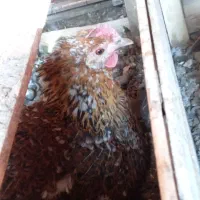 مرغ لری کرچ|حیوانات مزرعه|مبارکه, |دیوار