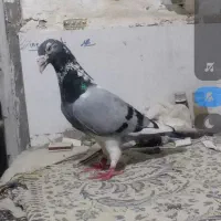 کفتر کبوتر جانسون و رنگه